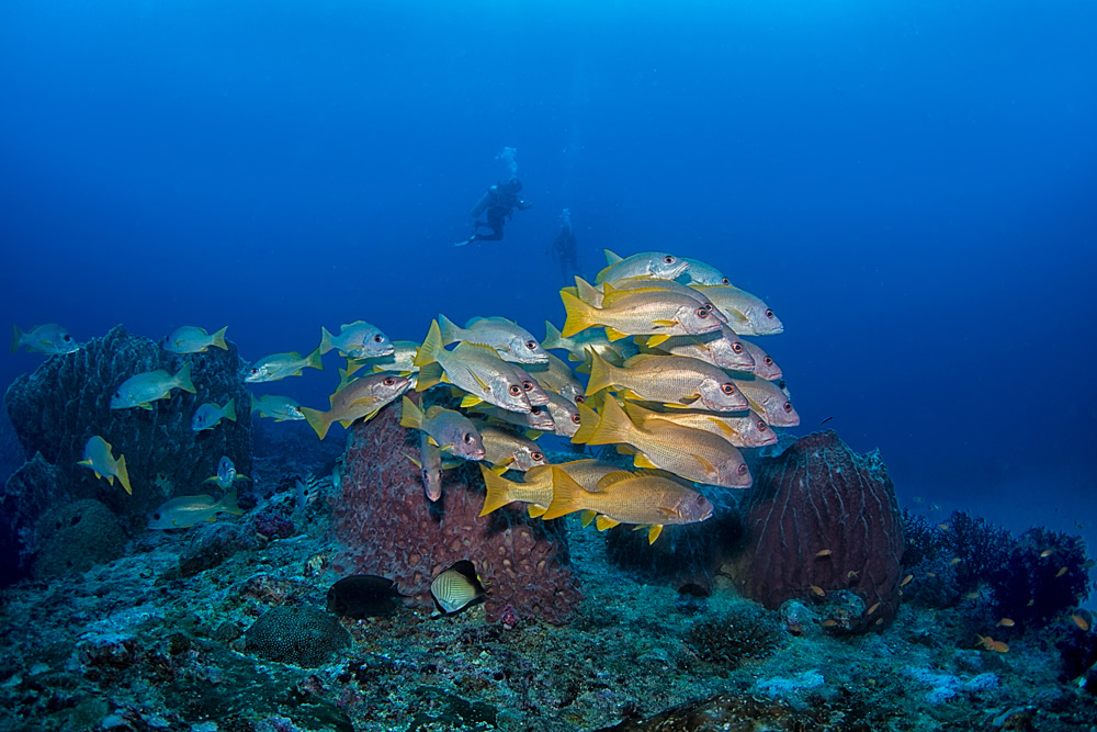 The Beautiful Beneath: The Magical World of Andaman Sea By Samya Sengupta