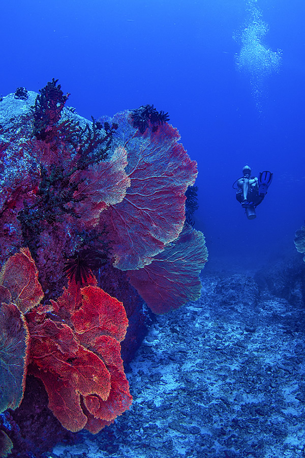 The Beautiful Beneath: The Magical World of Andaman Sea By Samya Sengupta