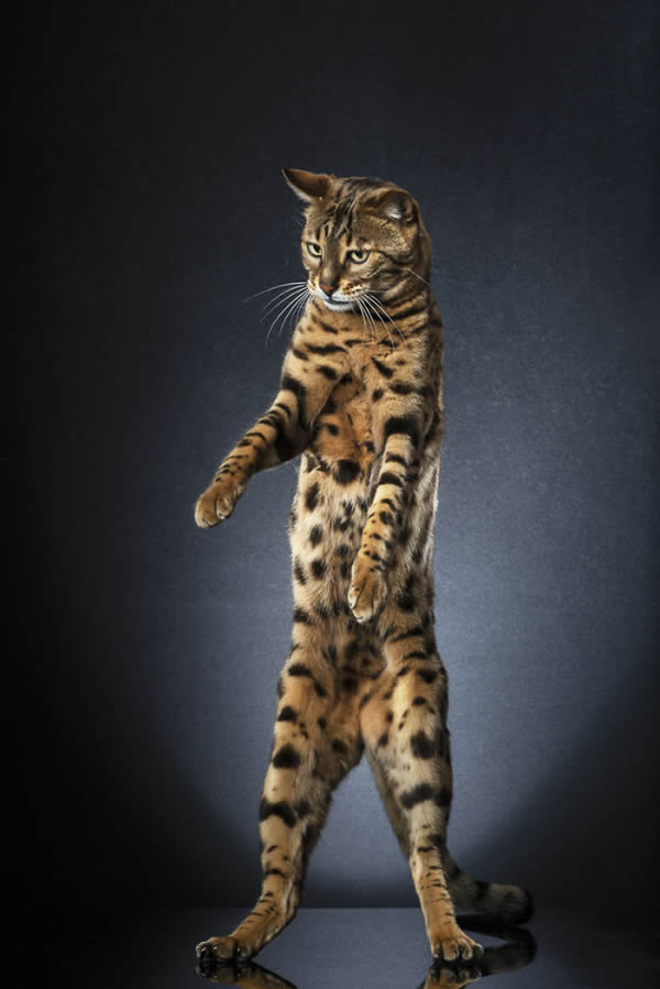 Standing Cats: Photo Series By Swiss Photographer Alexis Reynaud