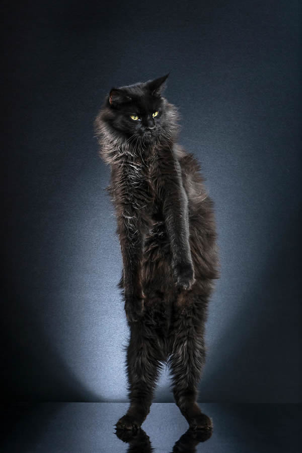 Standing Cats: Photo Series By Swiss Photographer Alexis Reynaud