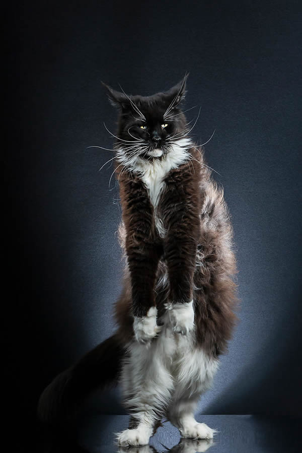 Swiss Photographer Alexis Reynaud Hilariously Captured The Cats In