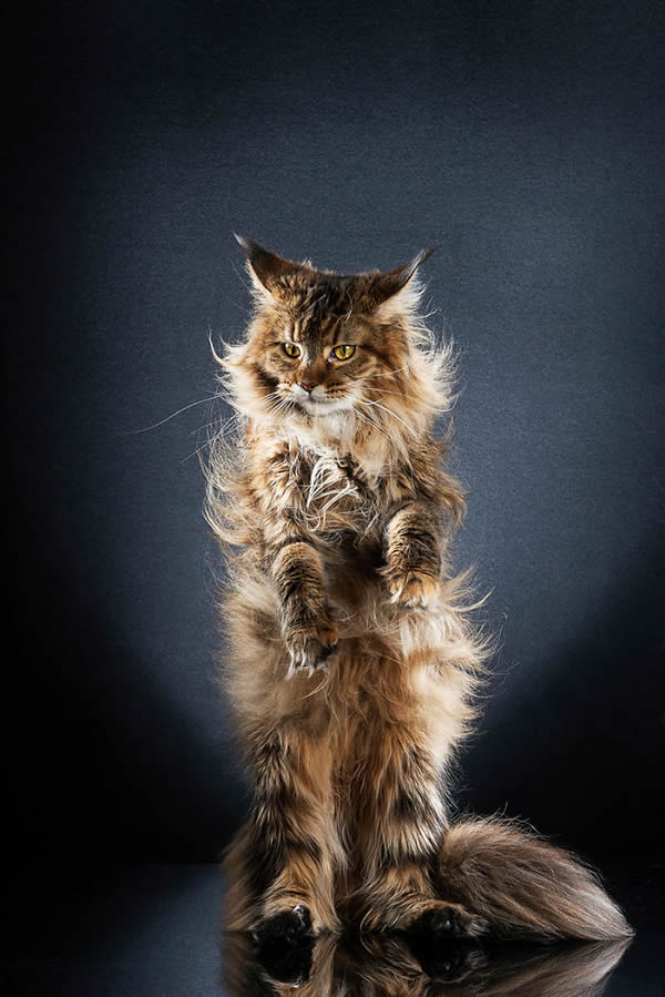 Standing Cats: Photo Series By Swiss Photographer Alexis Reynaud