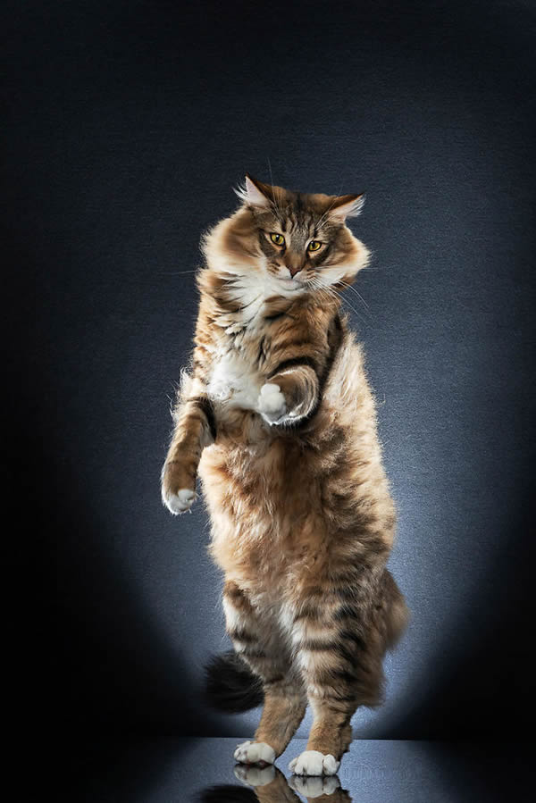 Standing Cats: Photo Series By Swiss Photographer Alexis Reynaud