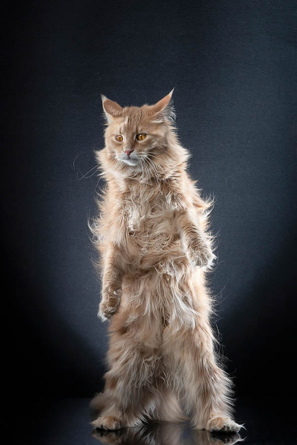 Standing Cats: Photo Series By Swiss Photographer Alexis Reynaud