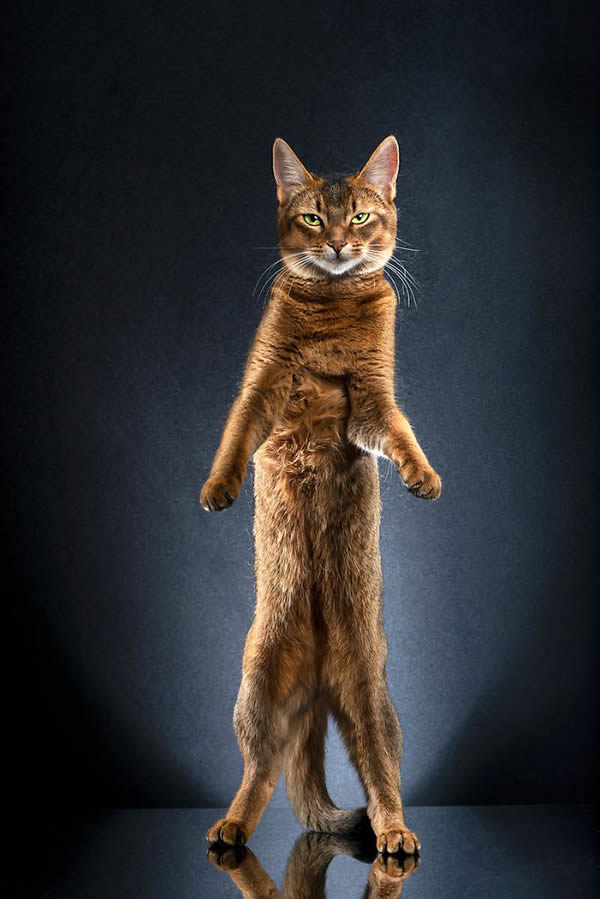 Swiss Photographer Alexis Reynaud Hilariously Captured The Cats In