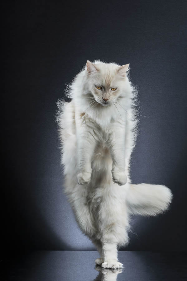 Standing Cats: Photo Series By Swiss Photographer Alexis Reynaud