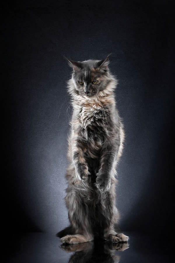 Standing Cats: Photo Series By Swiss Photographer Alexis Reynaud