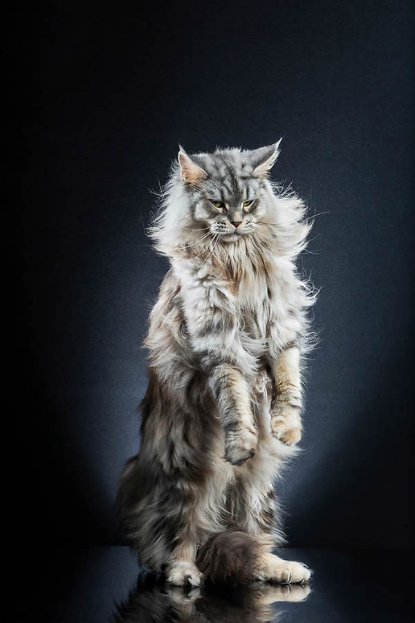 Standing Cats: Photo Series By Swiss Photographer Alexis Reynaud