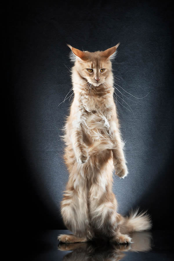 Standing Cats: Photo Series By Swiss Photographer Alexis Reynaud