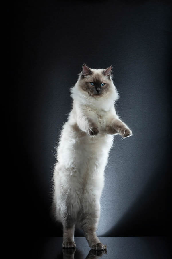 Standing Cats: Photo Series By Swiss Photographer Alexis Reynaud