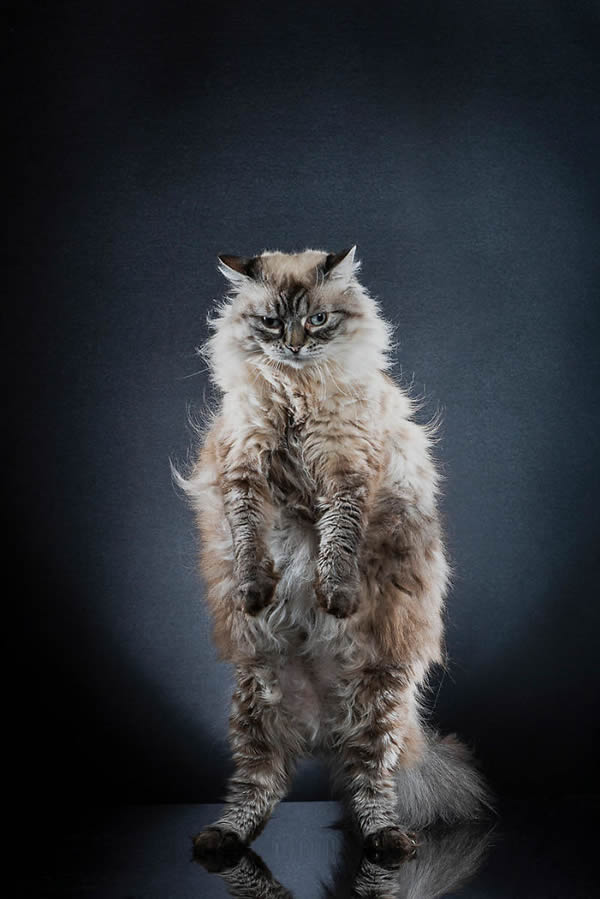 Gatos em pé: série de fotos do fotógrafo suíço Alexis Reynaud