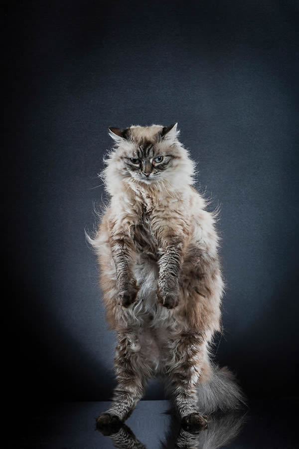 Standing Cats: Photo Series By Swiss Photographer Alexis Reynaud