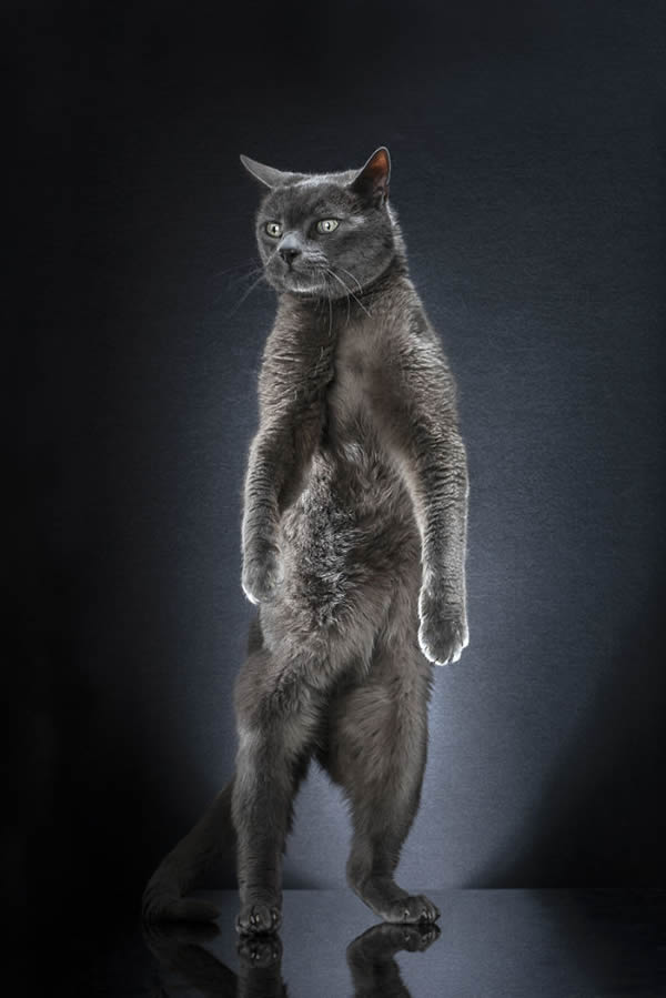 Standing Cats: Photo Series By Swiss Photographer Alexis Reynaud