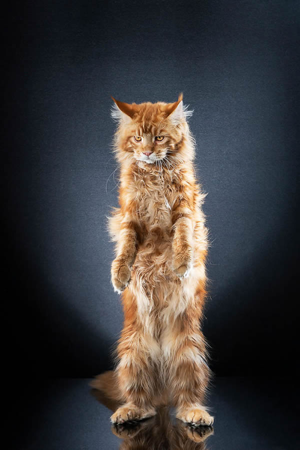 Standing Cats: Photo Series By Swiss Photographer Alexis Reynaud