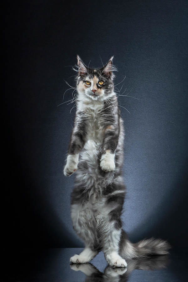 Standing Cats: Photo Series By Swiss Photographer Alexis Reynaud