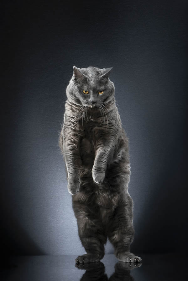 Standing Cats: Photo Series By Swiss Photographer Alexis Reynaud