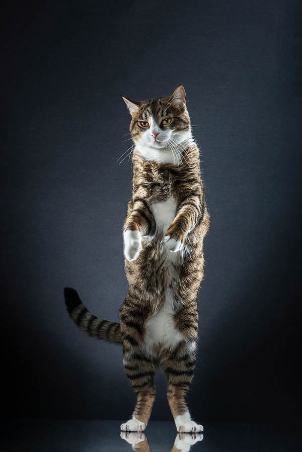 Gatos em pé: série de fotos do fotógrafo suíço Alexis Reynaud