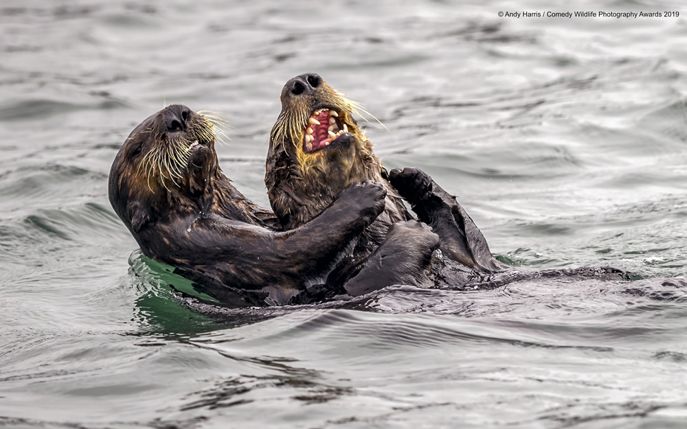 Sea Otter Tickle Fight