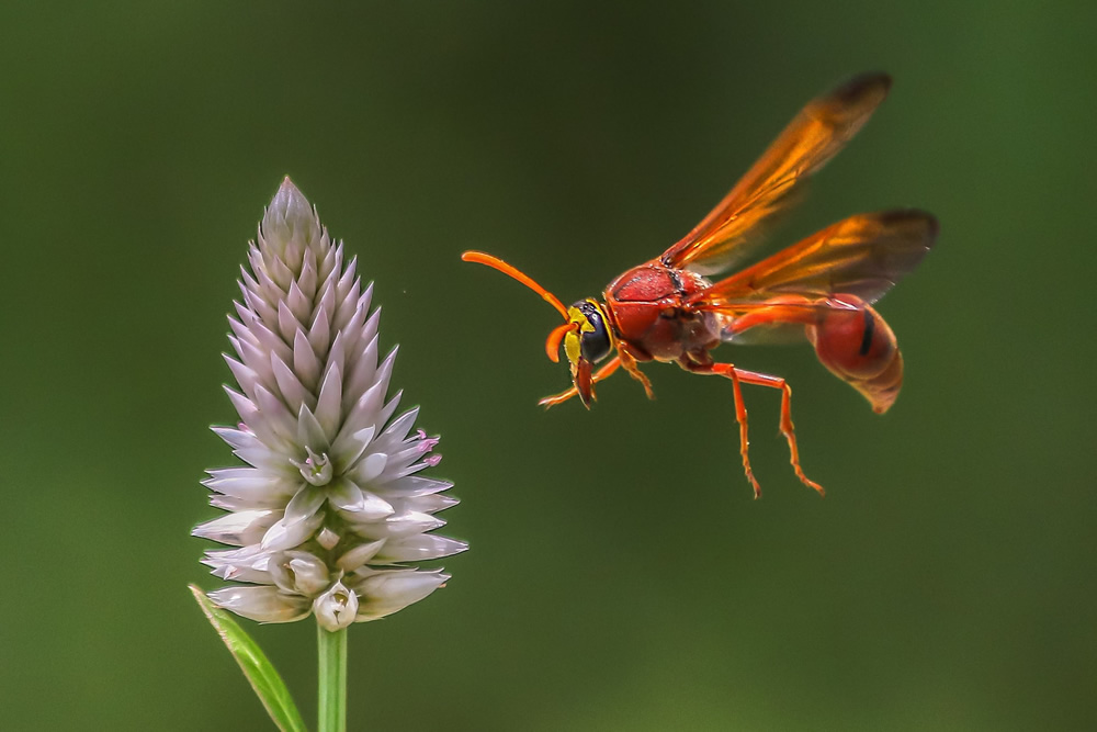 Arnab Debnath - Beyond Vision Photographers Of The Month