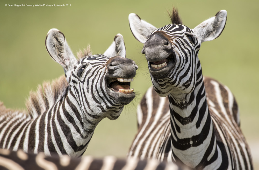  Laughing Zebra