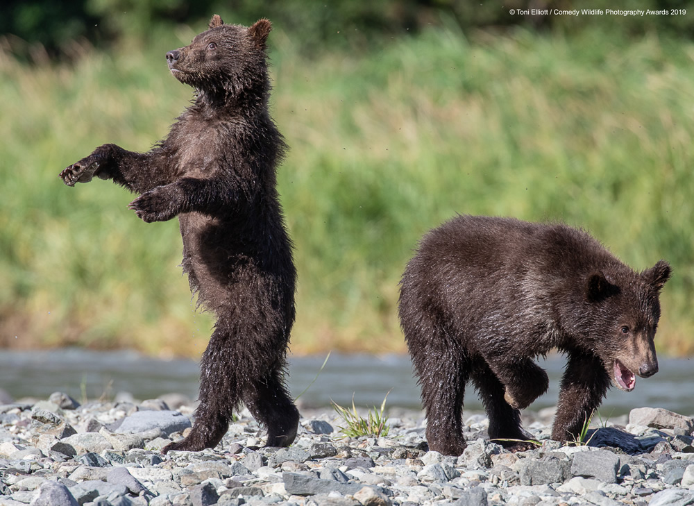 Grizzly babies