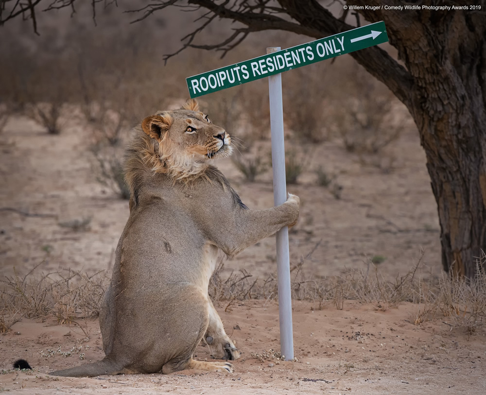 The Comedy Wildlife Photography Awards Just Announced The 40 Finalists