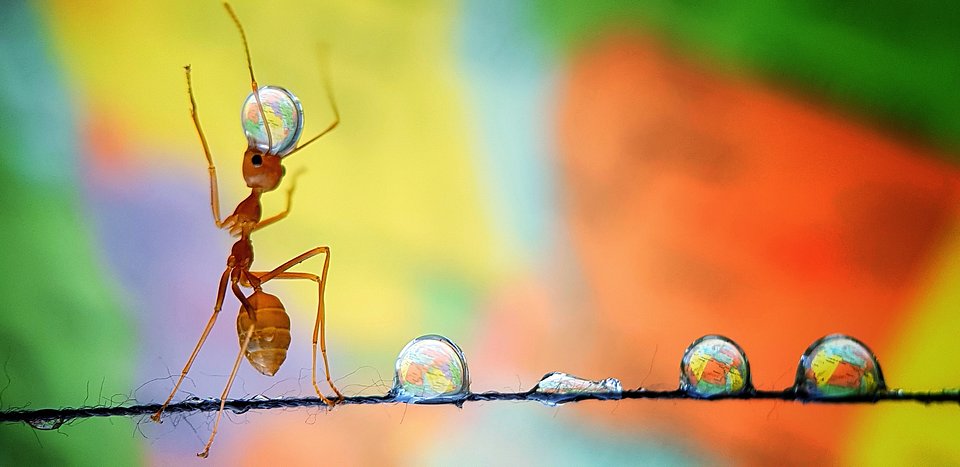 Ant balancing the earth