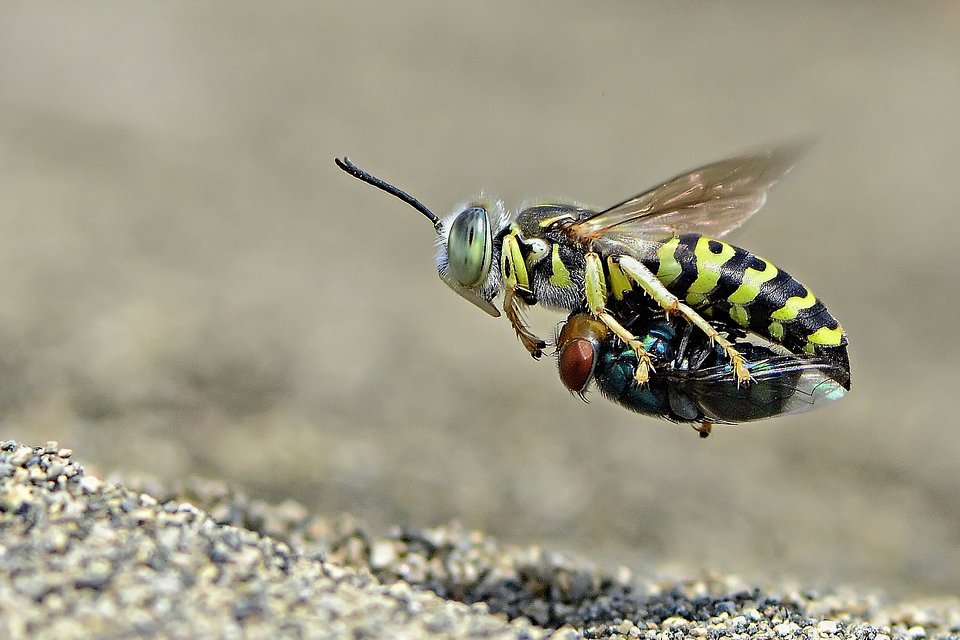 Sand wasp with prey