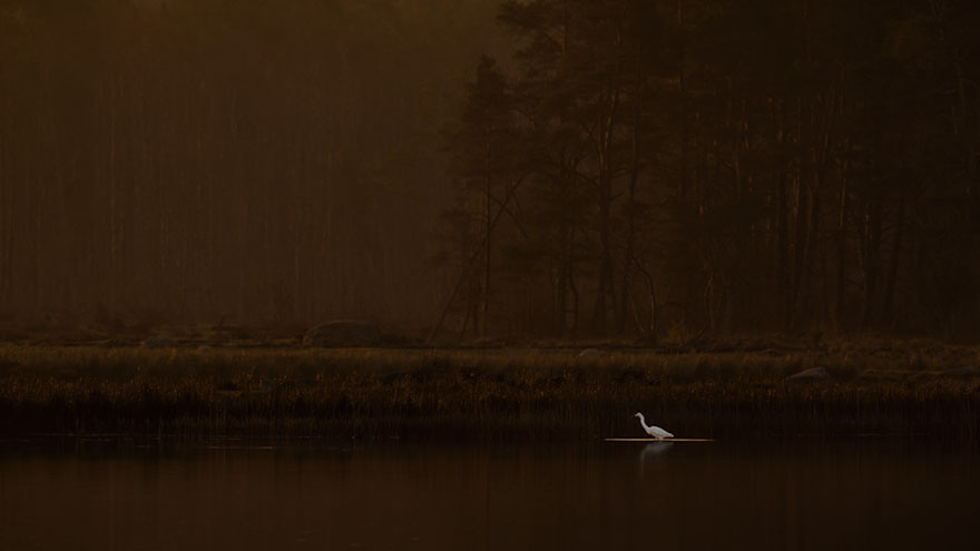 Hans Olsson - Birds In The Environment - Honorable Mention