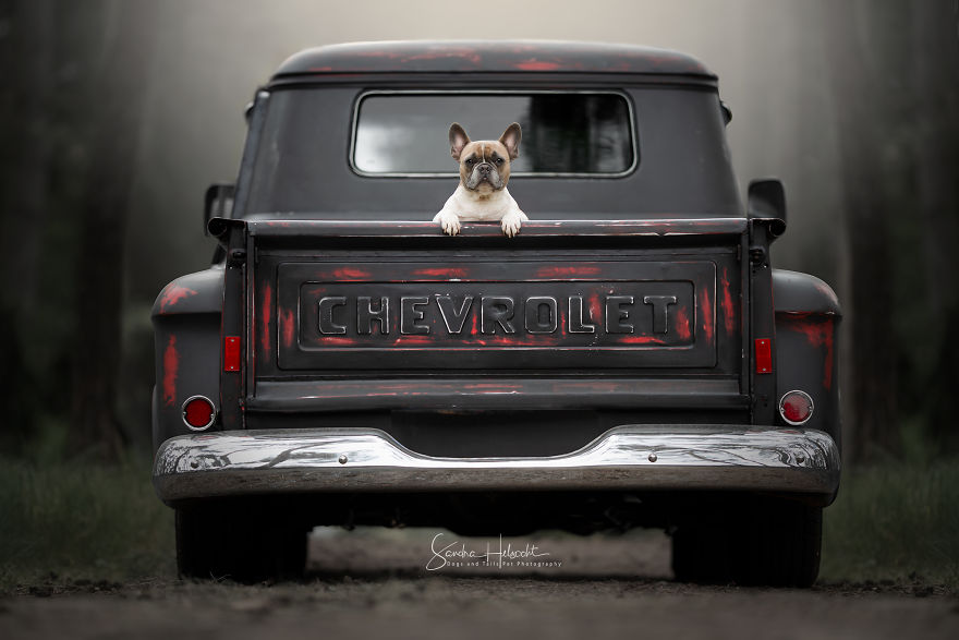 French Bulldog Loves To Sit In The Back Of The Pick-Up