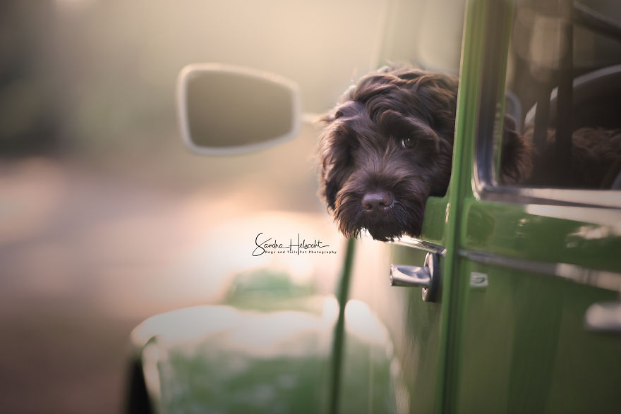 Labradoodle Puppy In His Owners 2cv