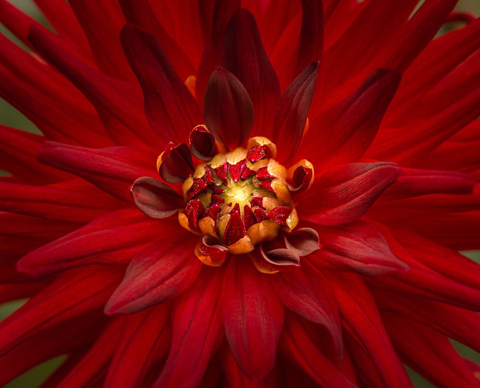 Red flower - Best Red Color Photography