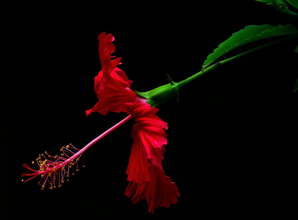 The hibiscus... - Best Red Color Photography