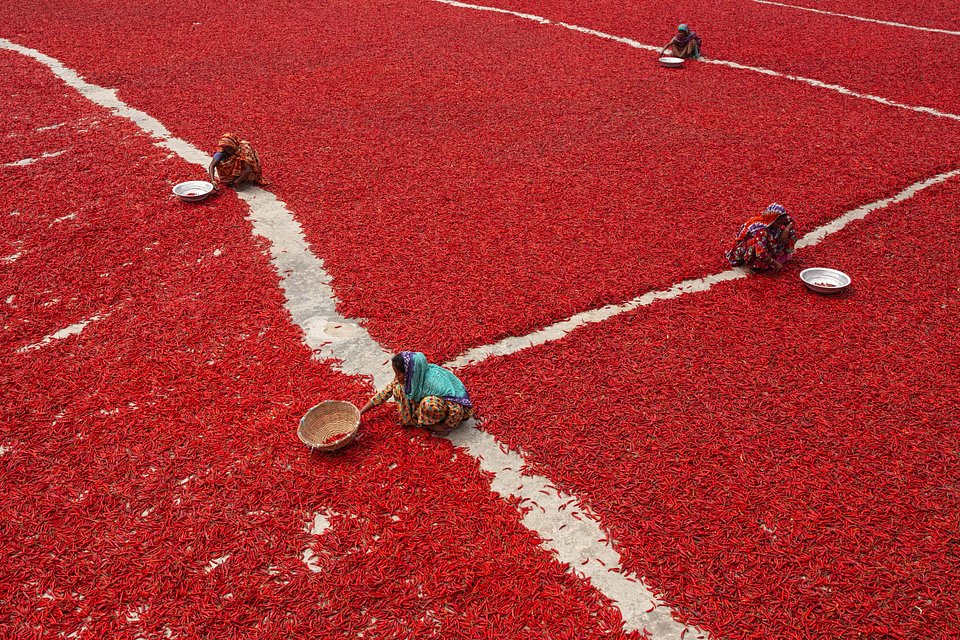 Red Chili Packers - Best Red Color Photography