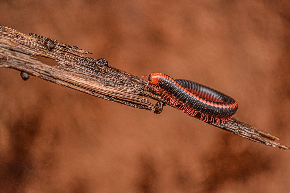 Red Millipede - Best Red Color Photography