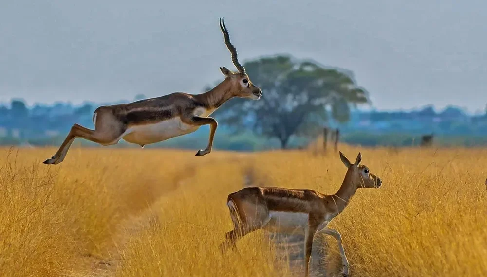 Blackbuck antelope leaping over another in a grassy field