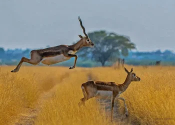 Blackbuck antelope leaping over another in a grassy field