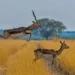 My Personal Best: Indian Nature Photographer Jayeeta Chowdhury 35 Blackbuck antelope leaping over another in a grassy field