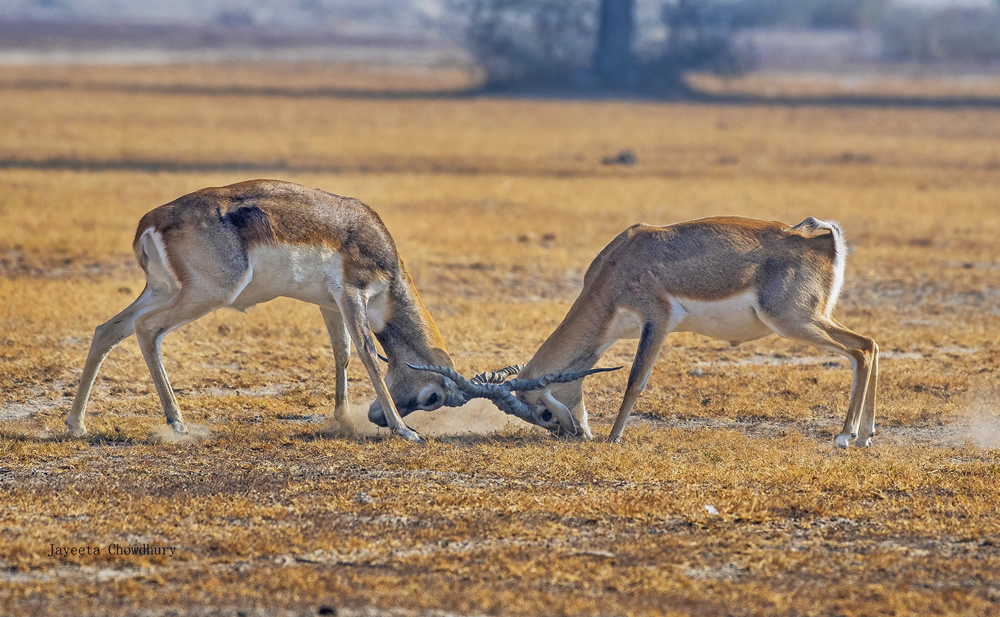 My Personal Best: Indian Nature Photographer Jayeeta Chowdhury