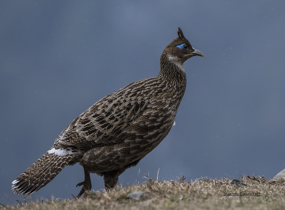 My Personal Best: Indian Nature Photographer Jayeeta Chowdhury