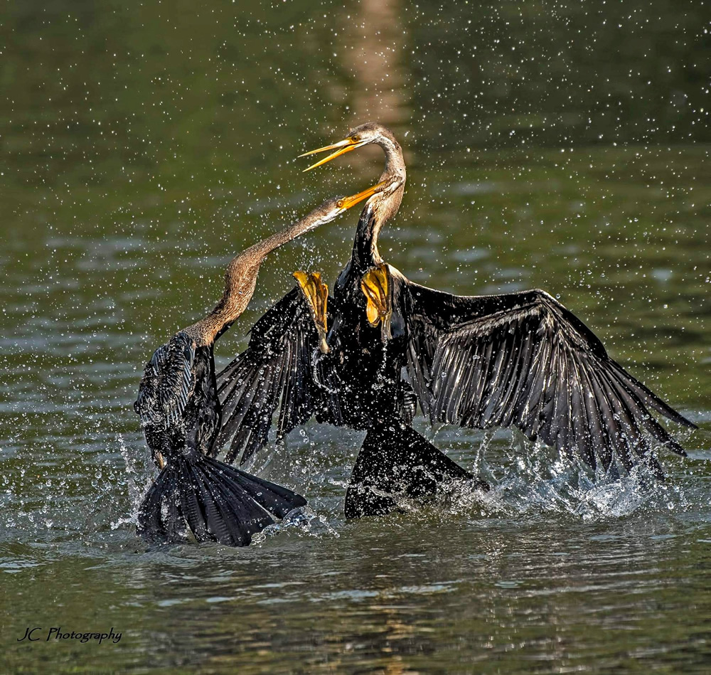 My Personal Best: Indian Nature Photographer Jayeeta Chowdhury