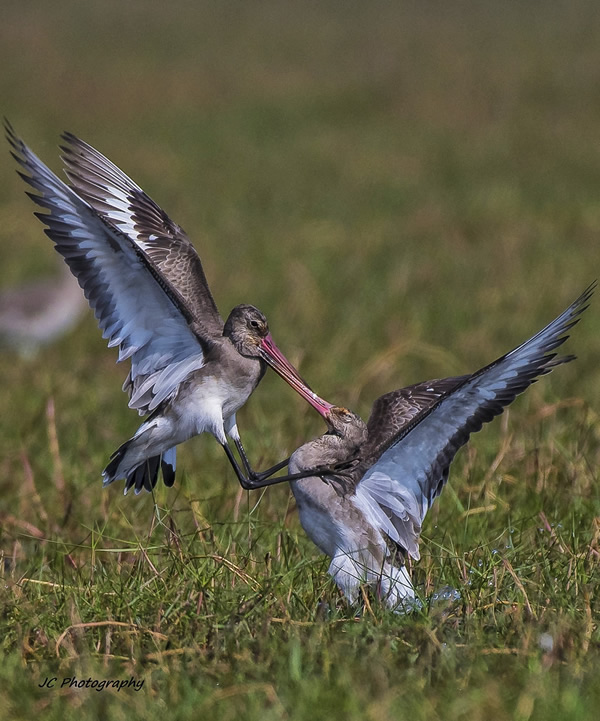 My Personal Best: Indian Nature Photographer Jayeeta Chowdhury