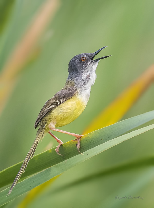 My Personal Best: Indian Nature Photographer Jayeeta Chowdhury