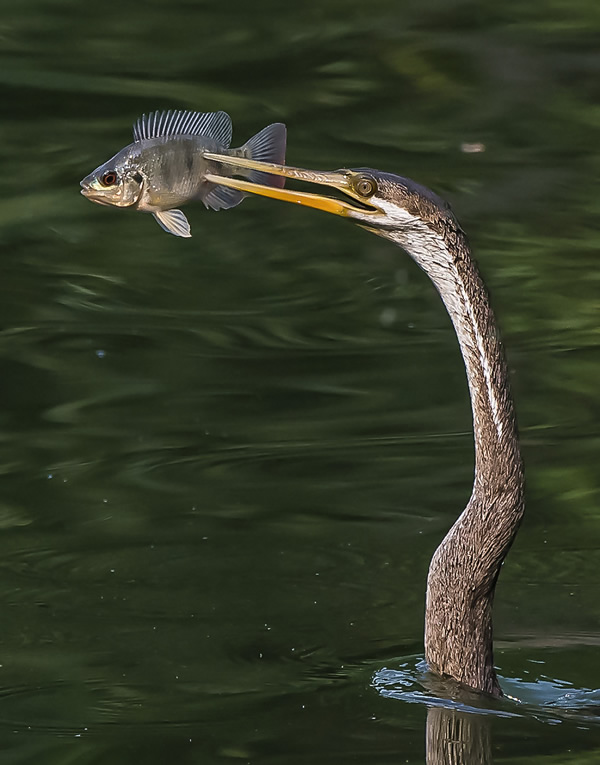 My Personal Best: Indian Nature Photographer Jayeeta Chowdhury