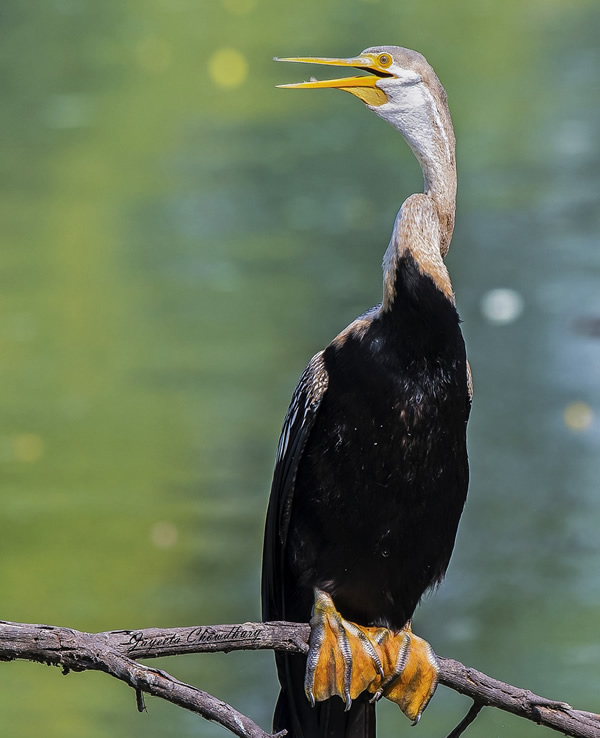 My Personal Best: Indian Nature Photographer Jayeeta Chowdhury