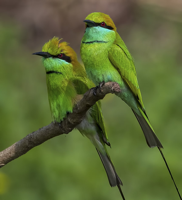 My Personal Best: Indian Nature Photographer Jayeeta Chowdhury