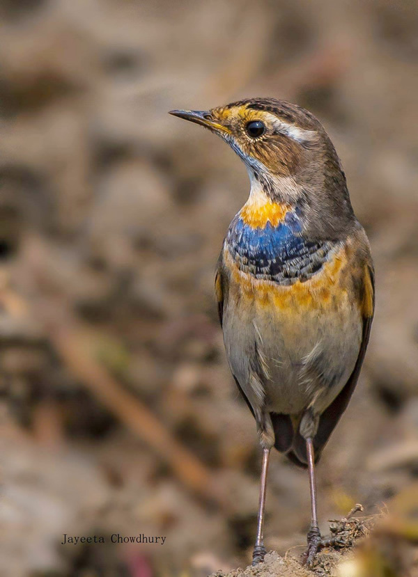 My Personal Best: Indian Nature Photographer Jayeeta Chowdhury