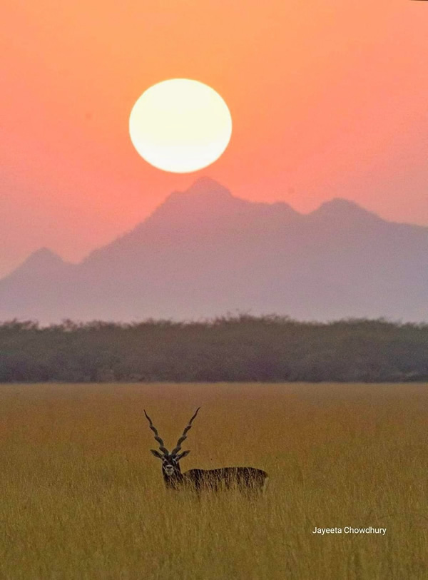 My Personal Best: Indian Nature Photographer Jayeeta Chowdhury