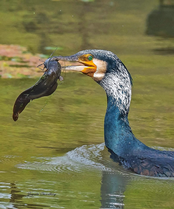 My Personal Best: Indian Nature Photographer Jayeeta Chowdhury