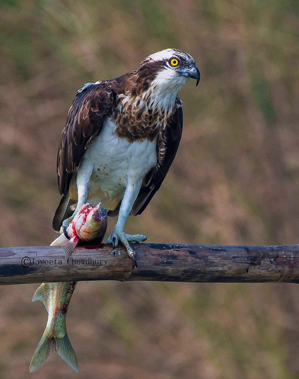 My Personal Best: Indian Nature Photographer Jayeeta Chowdhury